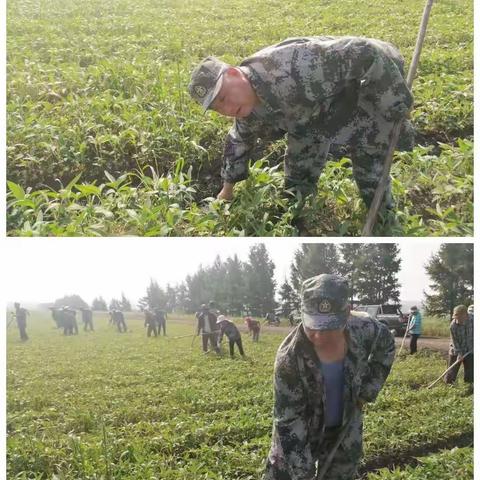 一场一中队开展田间管理——人工除草工作