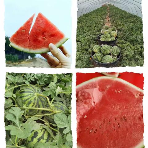 🍉嗨！吃瓜喽🍉