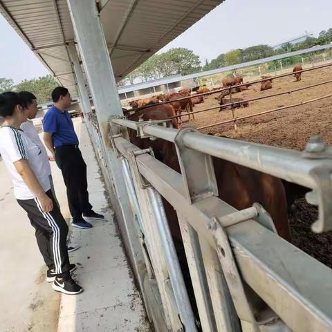 新密市农机局朱局长带领班子及相关人员下乡查看秸秆综合利用工作！