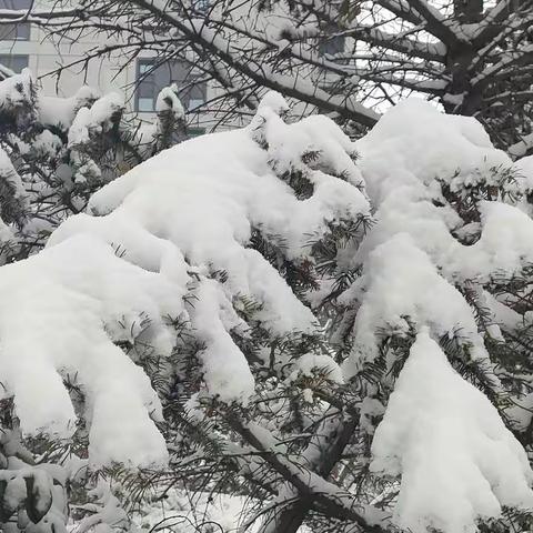 瑞雪兆丰年，三年的疫情悄然褪去，瑞雪来的那么及时，生活会在疫情过后迎来更多的机会，做好准备迎接吧🌹🌹