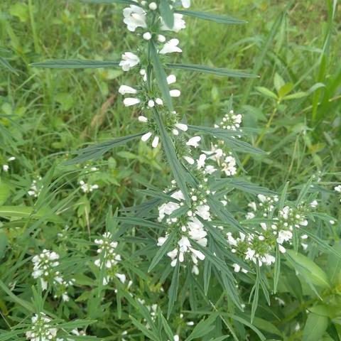 #鸿春生活馆##带货达人@泉州春慧商贸有限公司##花卉##照片# ​​​白花益母草