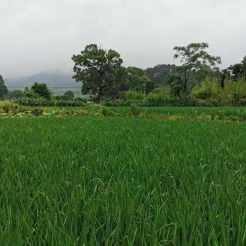 年年岁岁花相似，岁岁年年人不同，———四月回乡随笔