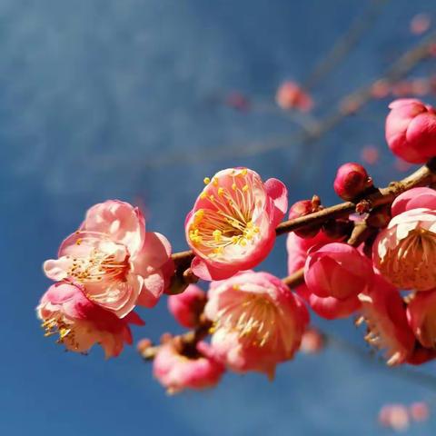 《十里桃花，三生三世》