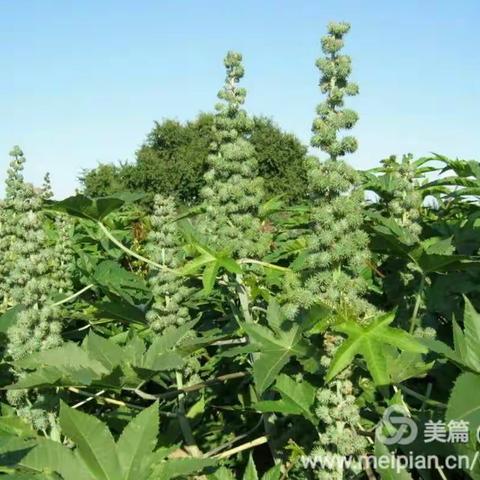 分享:《蓖麻籽与蓖麻油的性质》