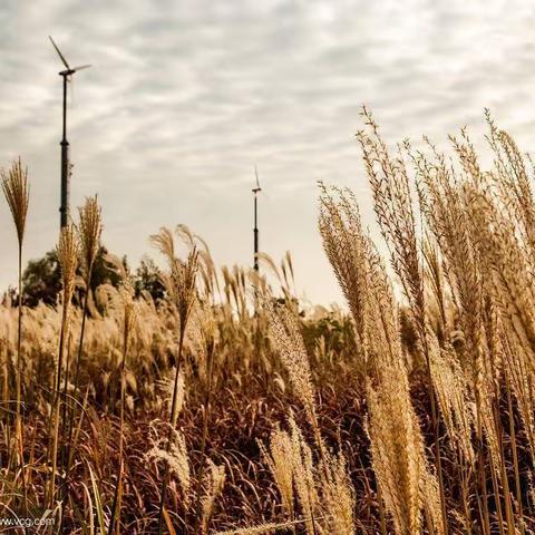 原创长篇小说疾风劲草 第三十章  备战前夕
