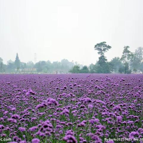 原创长篇小说疾风知劲草第三十一章模拟初捷