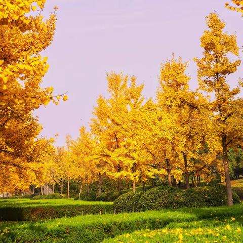 【慧丰清轩威县农村部】环卫工人的日常工作