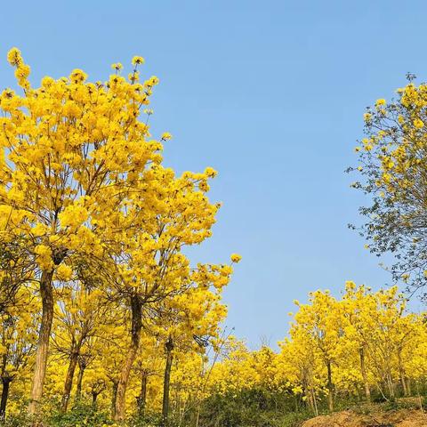 山格宝峰村黄花风铃木盛开，扮靓美丽乡村。