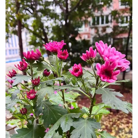 周末愉快！😍😍😍好好享受🌸花的世界美好