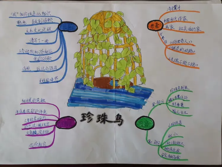 珍珠鸟思维导图内容图片