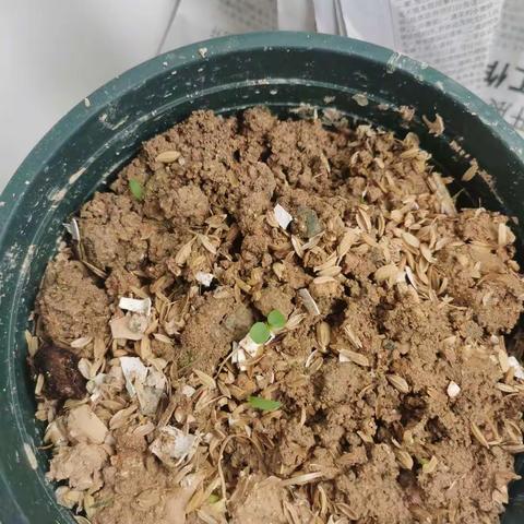 凤仙花观察日记2