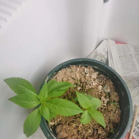 凤仙花观察日记