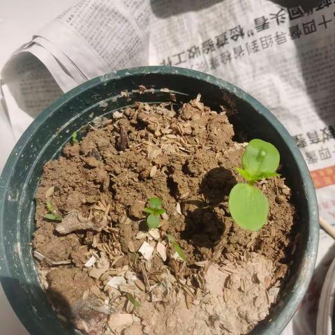 凤仙花观察日记4