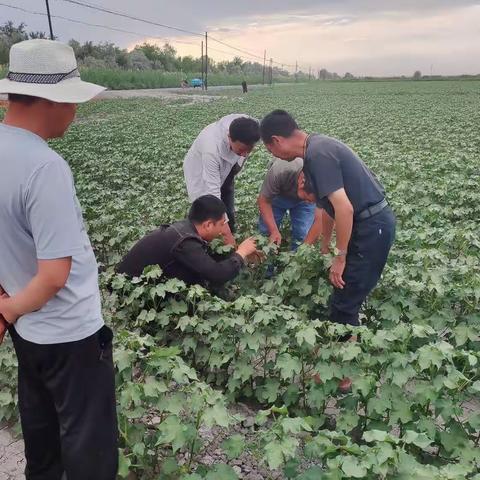 如何让棉花快转化早现蕾早生果枝？土大厨功效水溶肥方案