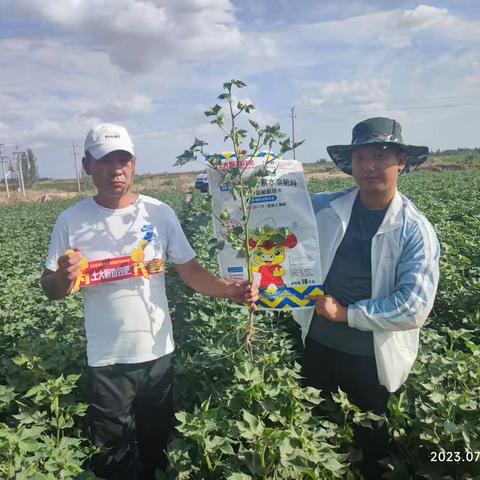 想要棉花桃子膨桃，氮肥和钾肥哪个更重要？