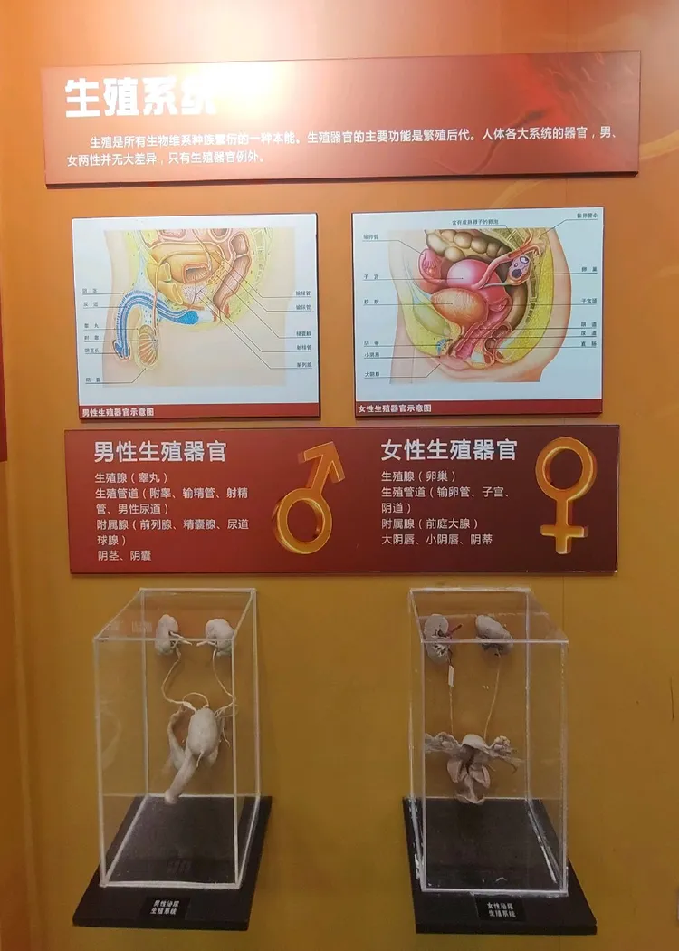 功能相近的器官组合成系统,各系统之间分工合作,协调形成一个统一的