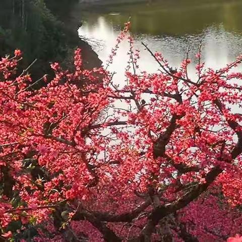 泰美春游花相伴