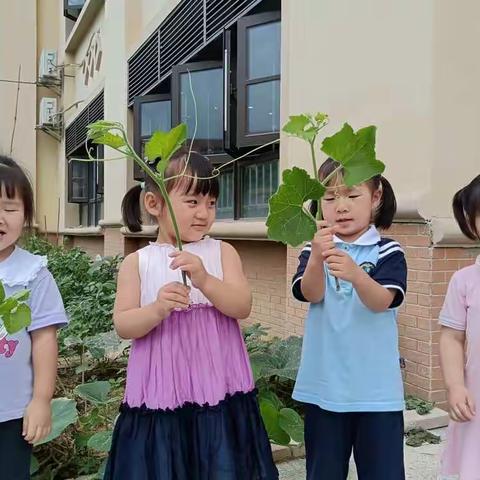 播种希望，收获喜悦——清远市清城区恒大凯奇幼儿园小小班种植活动