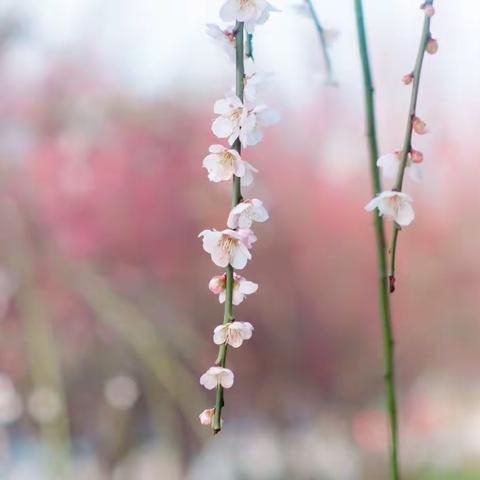 四季.醉花阴