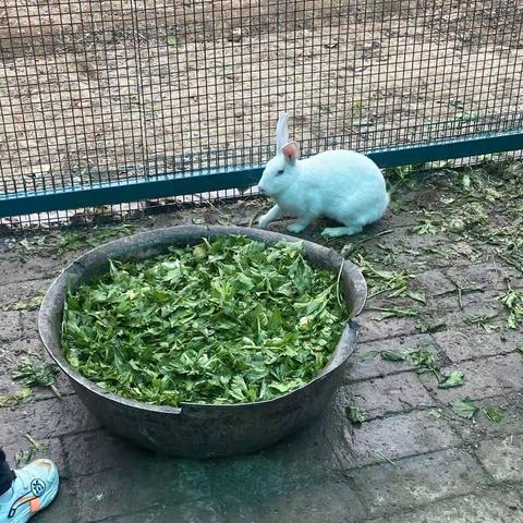 “亲亲小白兔”——宝莲华幼儿园中一班