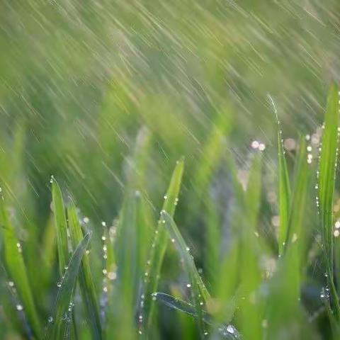 春天的雨