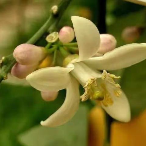 幸福得像柠檬花一样