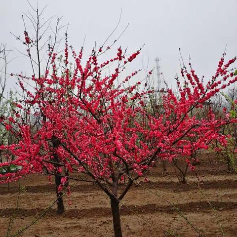 拙园之春夏秋冬