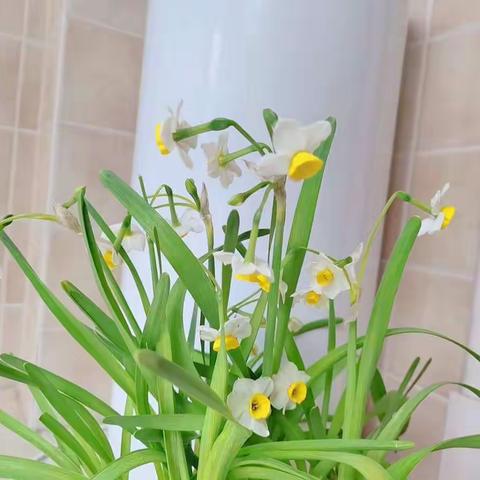 水仙花观察笔记二四班陈品彰