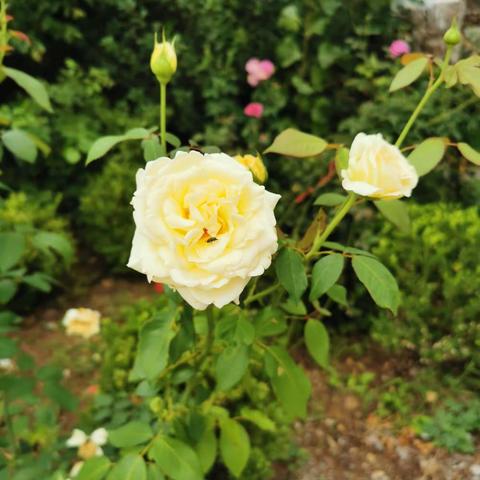 自律的孩子最优秀