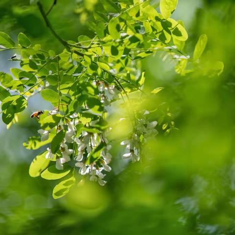 费县崇文学校最美朗读者第七期  🍀 初夏🍀