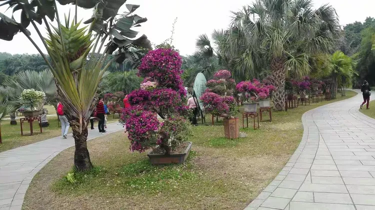 深圳专业花卉养护