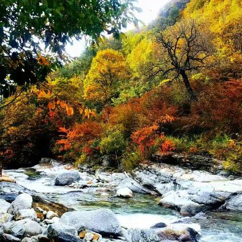 秋见光雾山之黄柏塬（上）