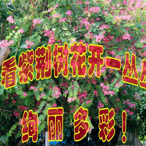 远看紫荆树花开一丛丛，绚丽多彩