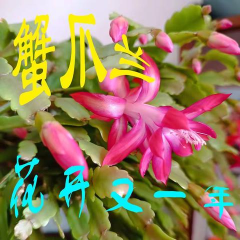 蟹爪兰花开迎兔年
