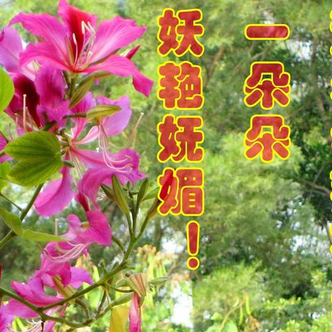 近看紫荆花开一朵朵，娇艳妩媚