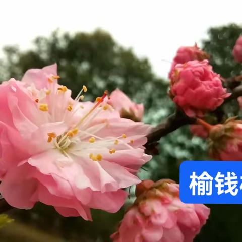 惠泽园里的榆钱梅