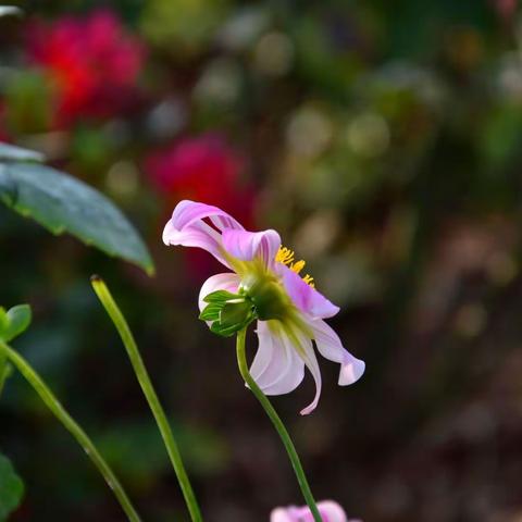 美韵绿道——小丽花