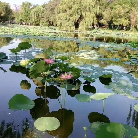 不忘师恩 同学情深