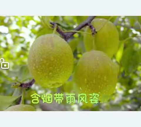 中秋之际，送上一首《香梨之歌》