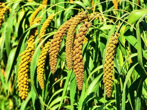 《谷穗儿黄了》——张枚同词 李恒林曲