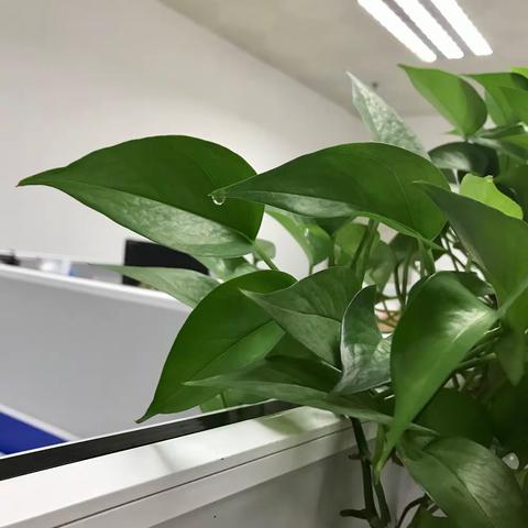 绿萝滴露