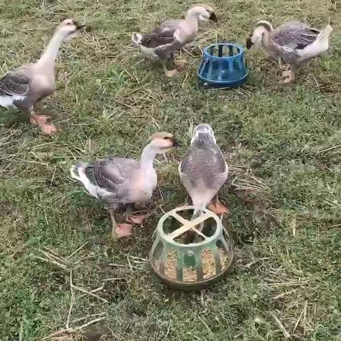 辛丑二月二·祭奠岳父