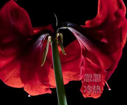 忽冷忽热的朱顶红