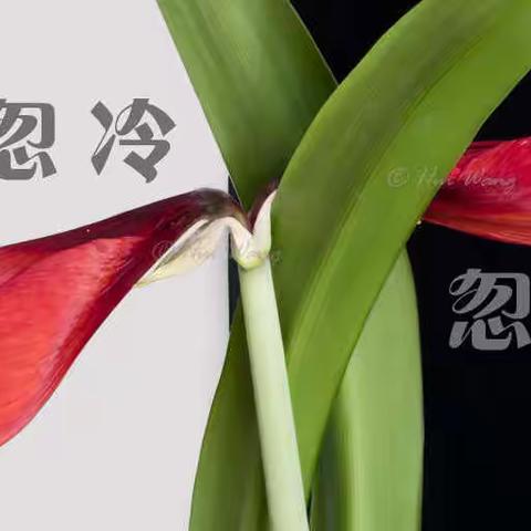 忽冷忽热 2020 每周一拍 【一】