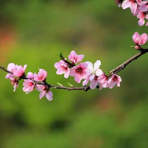 小一班“春天里——小花小草”主题活动小结