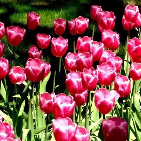 中山公园赏花观景—美美哒！