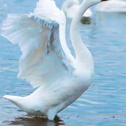 【课程故事】《我们的天鹅奇遇记》库尔勒市第三幼儿园总园