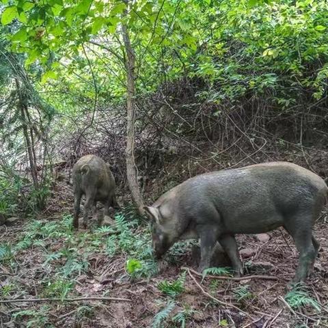 “二师兄”组队横渡长江记