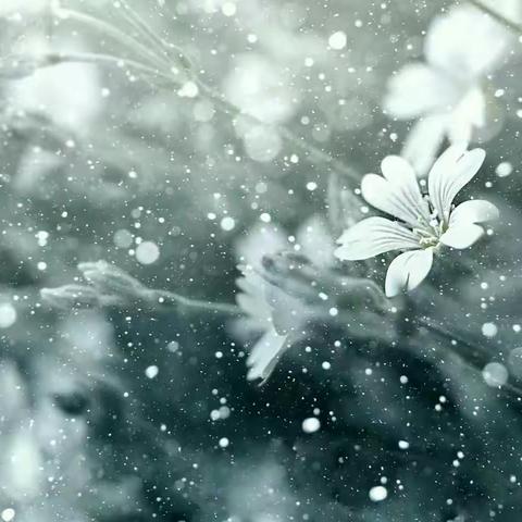 冒严寒 ，铲积雪 ，保平安——玉禾田