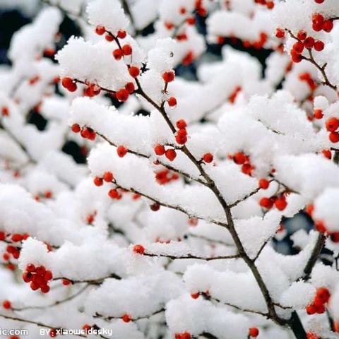 全城总动员，除雪保畅通，天寒暖民心❤——玉禾田